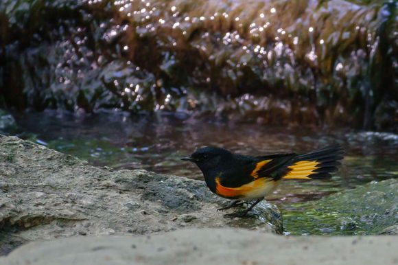 American Redstart (male) side view