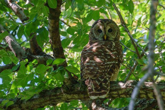 Great Barred Owl (it's huge!)