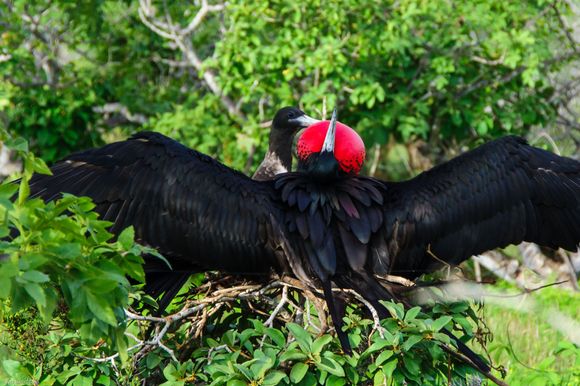 This Frigatebird thought he was gonna score when she responded, but alas, his line must not have been very good because she soon flew off. 