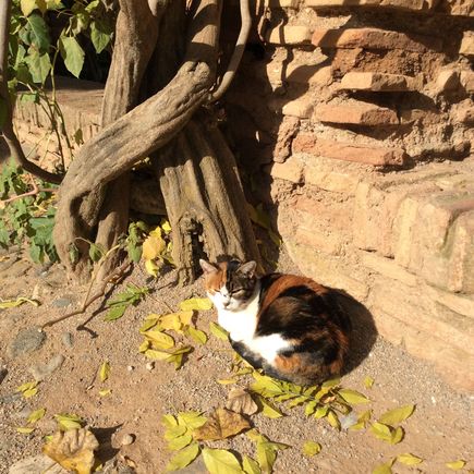 Combining vacation and pet pics—this much photographed beauty was enjoying  the December sun at the Alhambra.