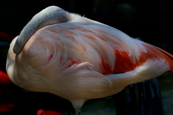 Awww - at the Bird Park