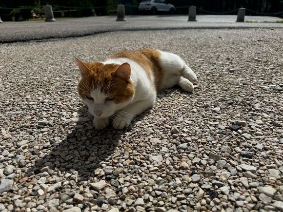 We made a few friends around Colfosco