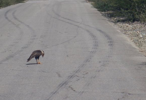 Crested caracara staring at his toes. 