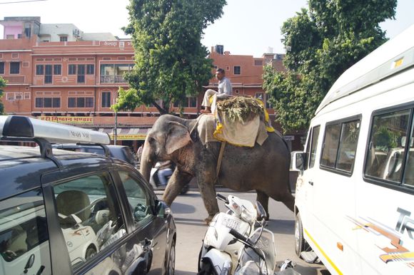 More Jaipur traffic.