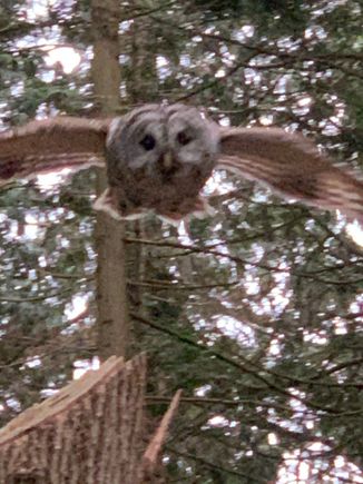 Unfortunately didn’t have my camera just iPhone.