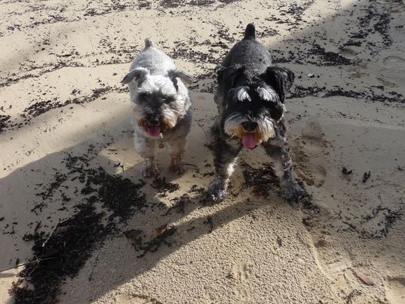 The Schnauzers.