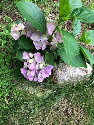 First time blooming as far as I know.