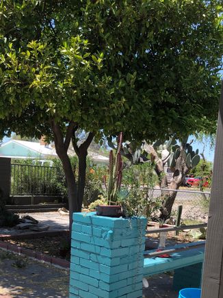 Morning coffee in my front yard under the orange trees. 