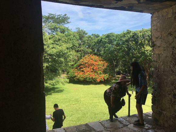 Orange flowering bush (Palenque, Chiapas, Mexico). This one was most common.