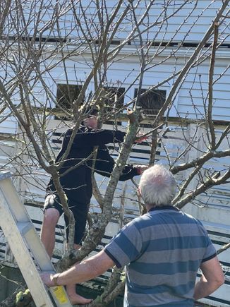 Harry and Grandad pruning a plum tree