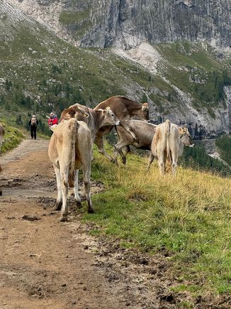 Sure enough, the cows were on the trail--and one was feeling a little bullish