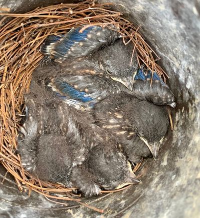 Eyes are now open on Day 8 of life but not likely to fledge for another week.