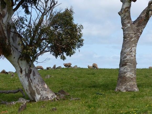 Lovely bark on trees