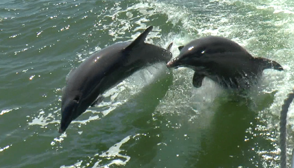 Jumping alongside the boat