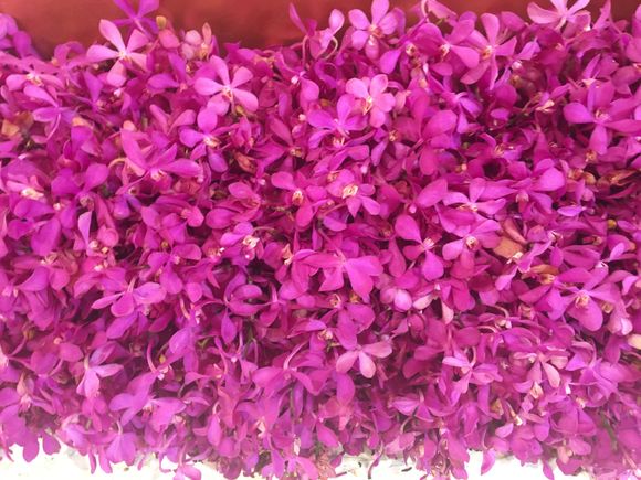 Tons of orchids