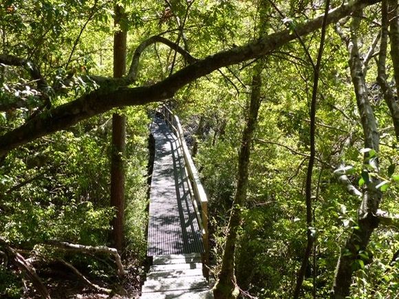 Forest part