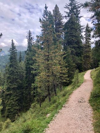 We took the counter-clockwise route. The first half or so was a climb through the pine forest.