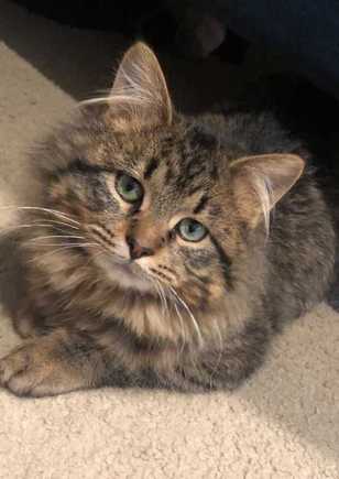 Lenny, my grand  kitten. He was feral, found in the polar vortex. He just hit the lottery in cat homes!!