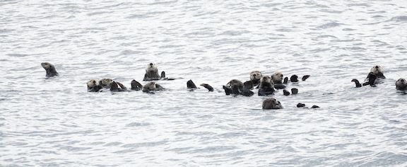 Sea otters