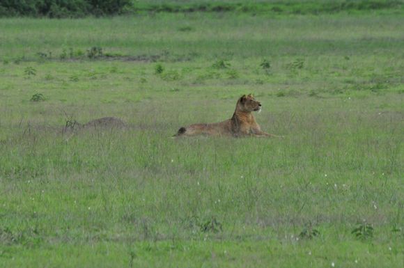 An alert lioness in QE NP