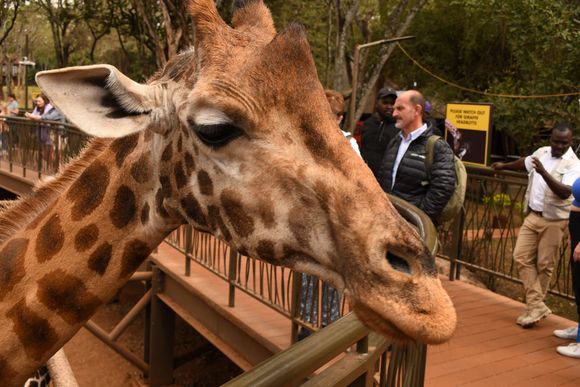Giraffe Center - note the warning sign