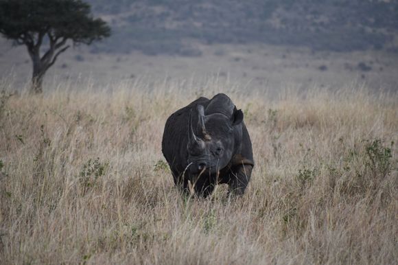 The elusive and endangered black rhino.
