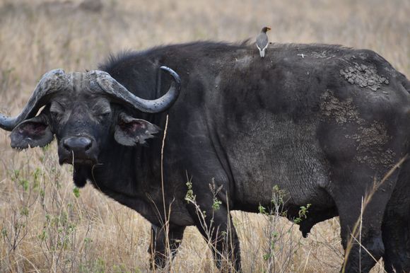 Cape Buffalo