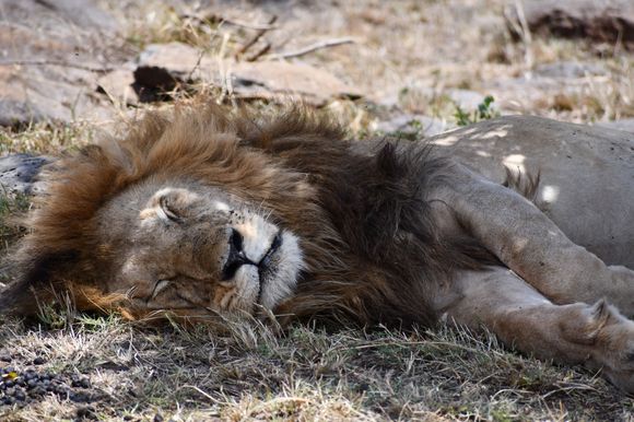 Completely asleep in the shade.