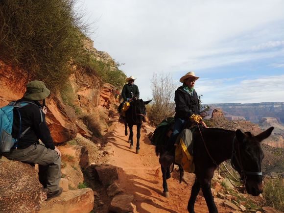 The mule train