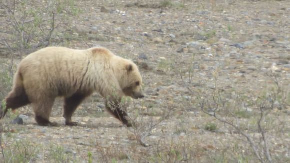 Grizzly at Denali, not hidden by dense vegetation.