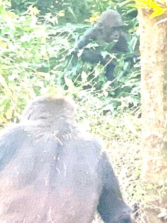 Hard to see here but there’s a baby gorilla on th top right. Seen during the regular gorilla walk in AK
