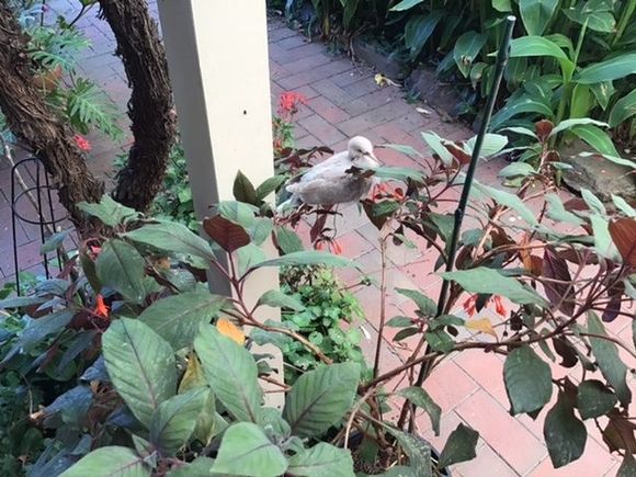 Precarious perch