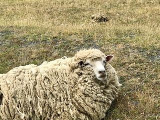 Sorry, but these are ugliest sheep we’ve seen