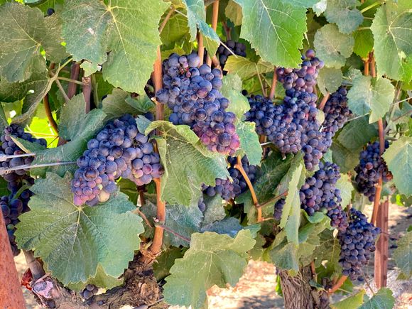 Pinot Noir grapes dominate the Anderson Valley. 