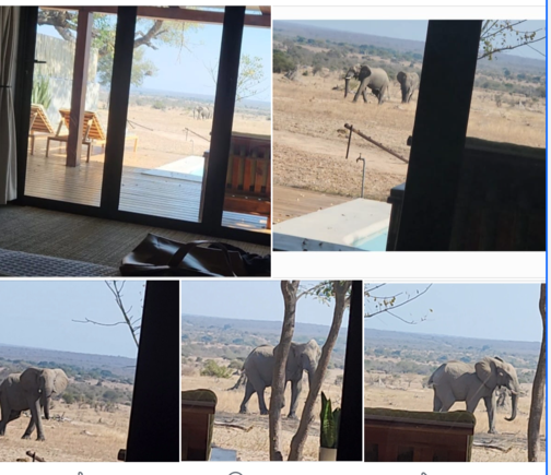 Watching from bed as they walk up to the watering hole and then exit to the right, past my cottage.  Amazing experience!