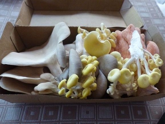 Interesting mushrooms from the market