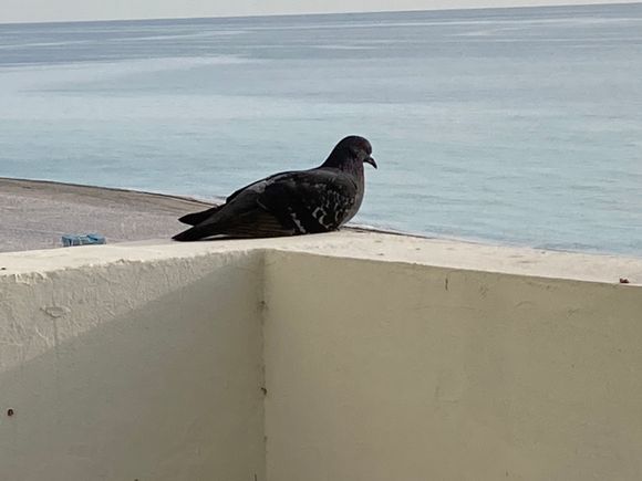 Interloper pigeon “nesting” on our balcony. He’s so cute. Sorry about the poos on the ledge. I need to clean that.