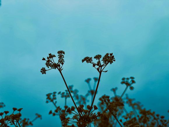Celery flowers