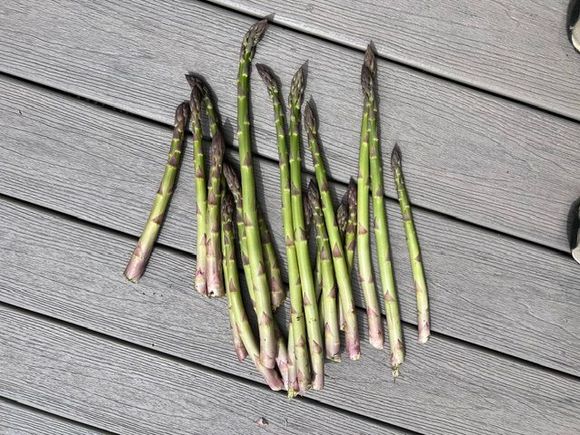 First picking of asparagus!