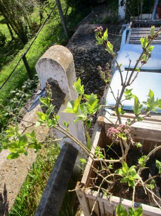 My lilacs are going to bloom at last!