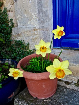 Daffodils at the doorstep