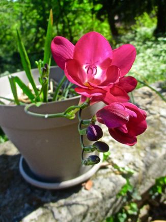 Another one that just popped up in an old pot - what is it?