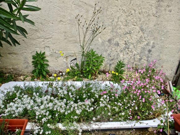 The old bathtub garden