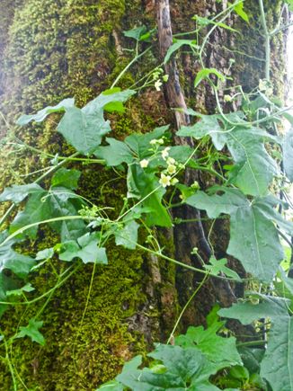 No idea what this vine is, but when it's in full flower (not today - it's too cloudy), it's really pretty