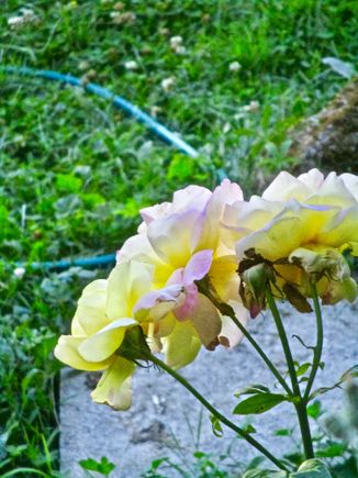 yellow roses - bad angle, sorry