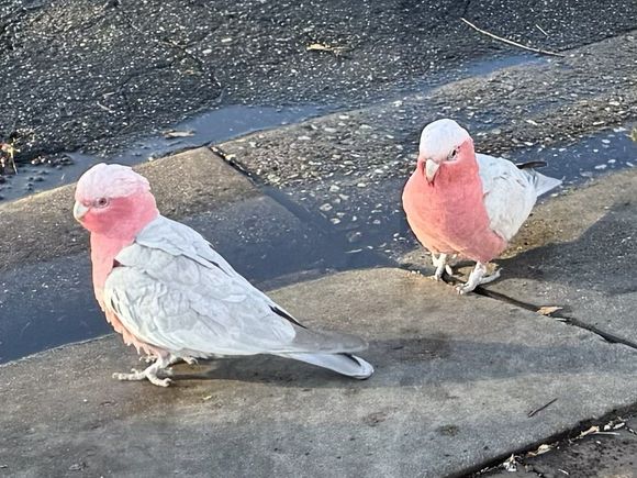 Galahs on the ground for reference