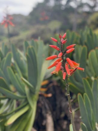Wellington Botanic Garden