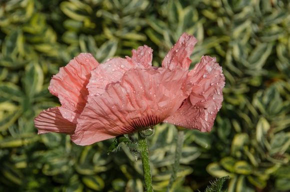 As the rainclouds approached, that tour bus took off. For the final 90 minutes til closing, we literally had the tranquil place to ourselves.
