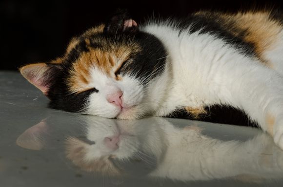 This sleepy gato lies atop a car parked in the courtyard. That was where scenes from the Italian TV drama 'My Brilliant Friend' were recently shot.
