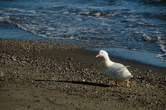 Another unexpected sight. Above is Giuseppe Siragusa. He won the 2023 'David Hasselhof Amalfi Coast Lifeguard of the Year' award. Seen here, he is reminding us that removing anything such as sand or rocks, from local beaches is prohibited under Italian law.